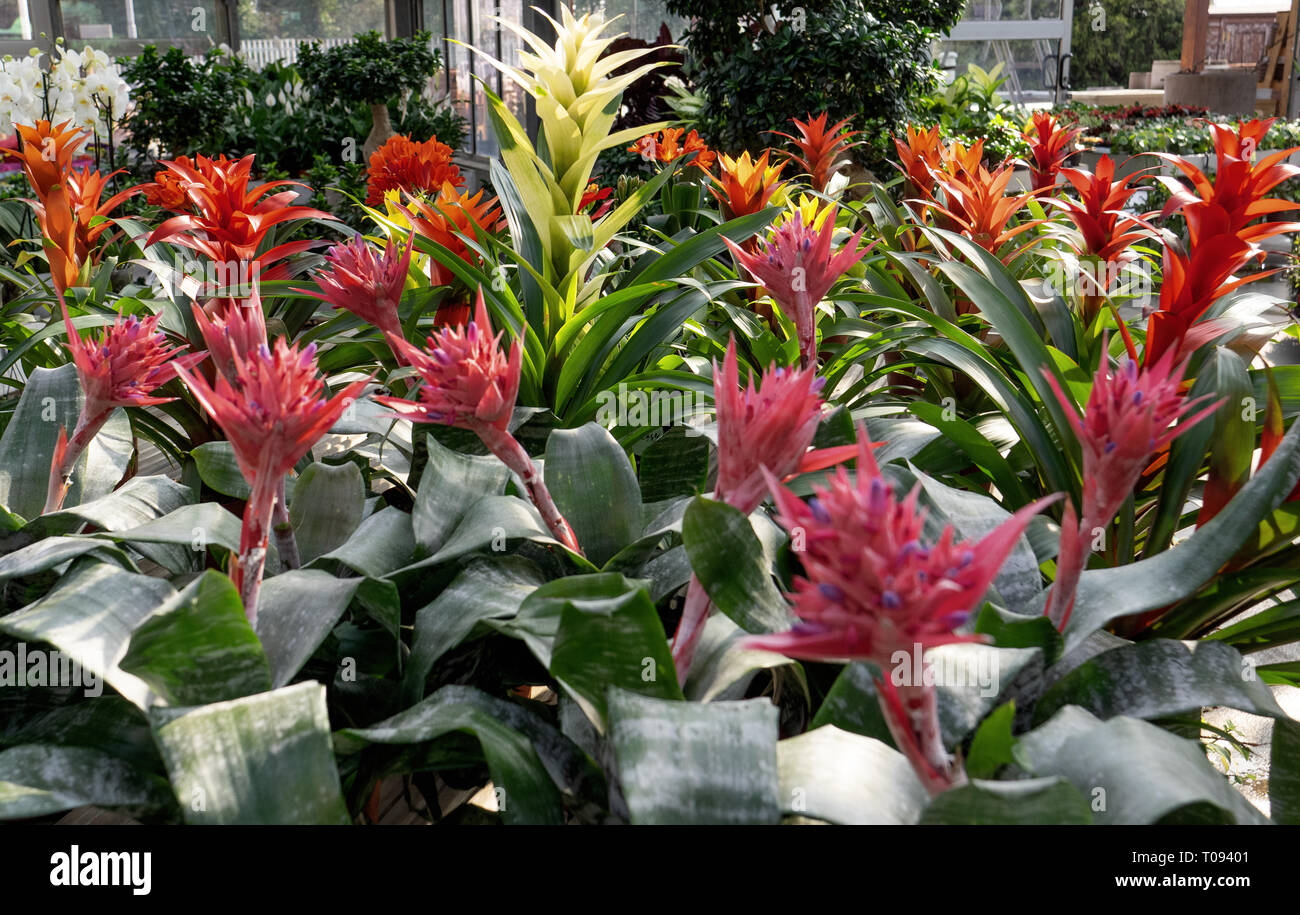 Ornamental plants nursery hires stock photography and images Alamy