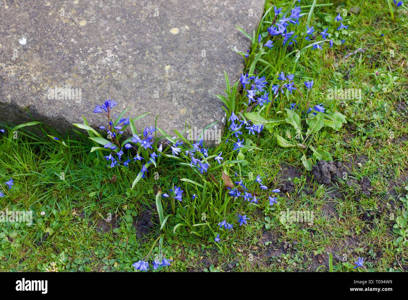 Blue spring flowers surrounding paving slab on lawn Stock Photo
