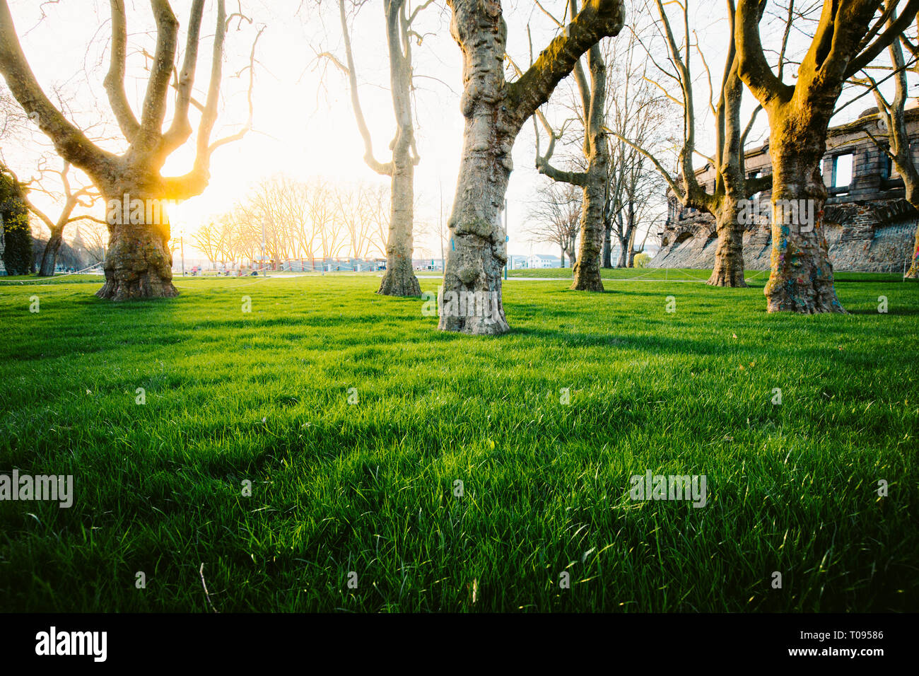 Panoramic low wide angle view of a row of old trees with fresh green grass in a scenic public park illuminated in beautiful golden evening light at su Stock Photo