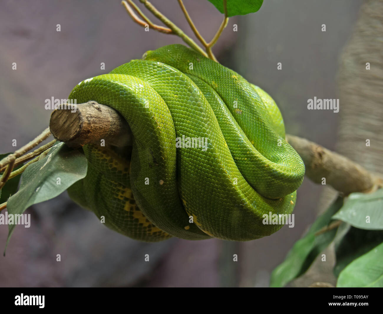 Closeup Green Tree Python Coiled Around a Branch Stock Photo - Alamy