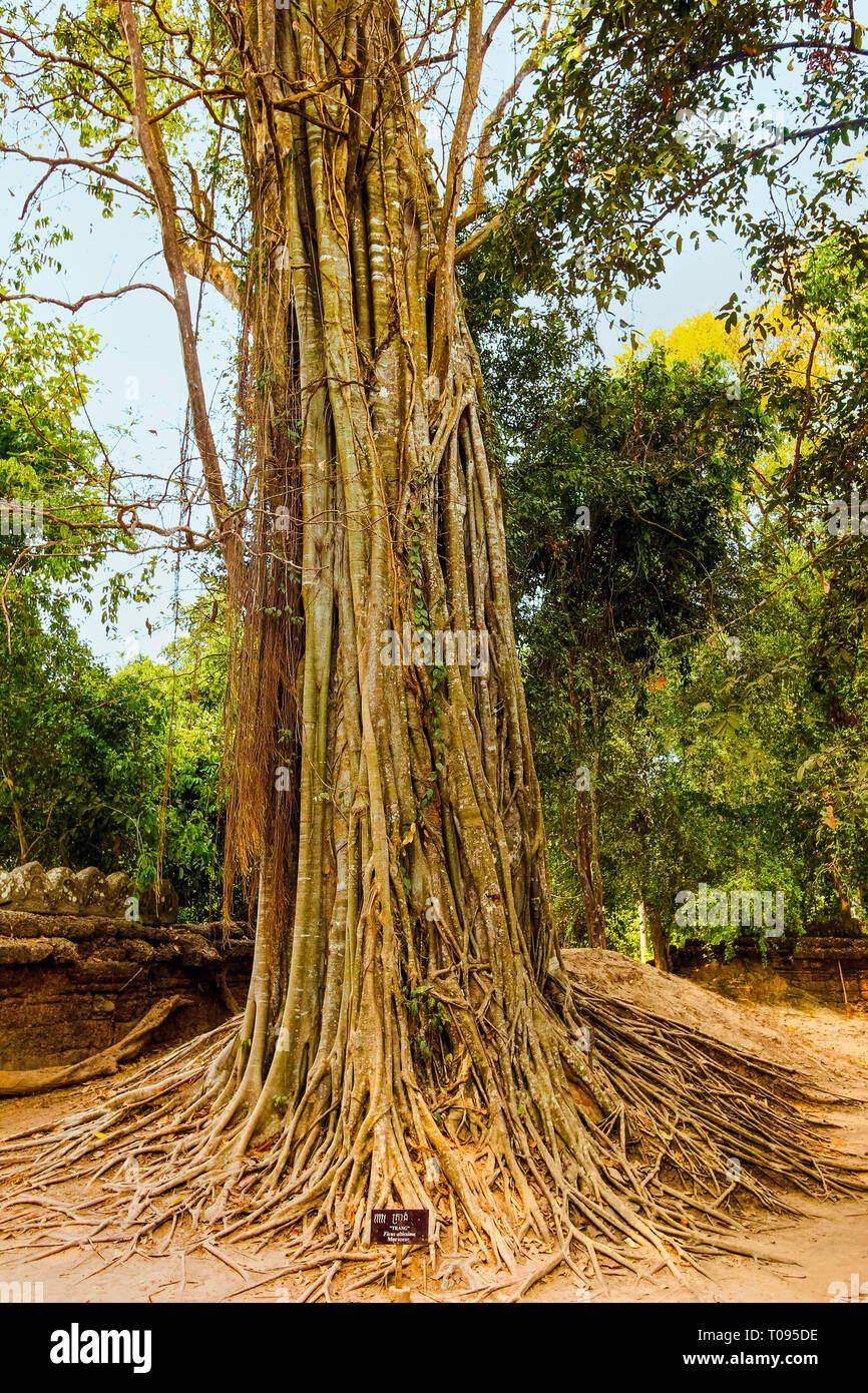 Ficus Altissima, an epiphyte strangler fig that overwhelms other trees, at Ta Som temple; Ta Som, Angkor, Siem Reap, Cambodia. Stock Photo