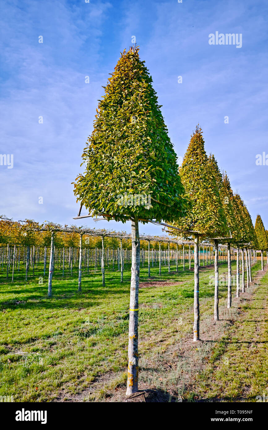 Plantation of high decorative cutted ornamental trees growing in rows on Dutch nursery Stock Photo