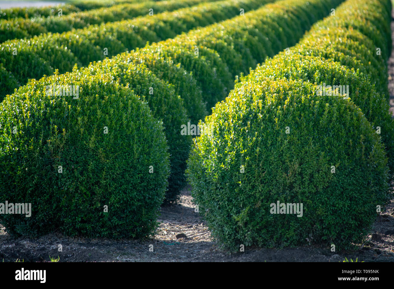 Boxwood balls hi-res stock photography and images - Alamy