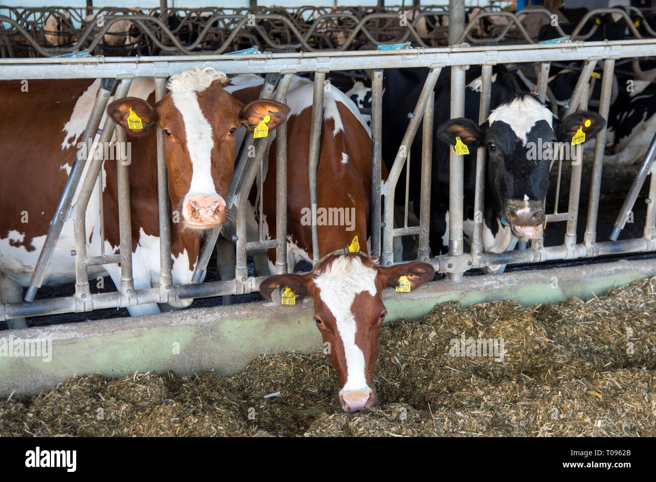 Deutschland, Nordrhein-Westfalen, Kreis Wesel, Hamminkeln-Loikum, Hof Stenkamp im Beerenhuk Stock Photo