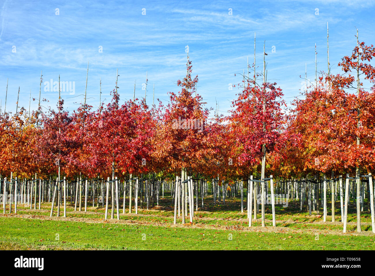 Garden and park tree nurseries specialise in medium to very large sized
