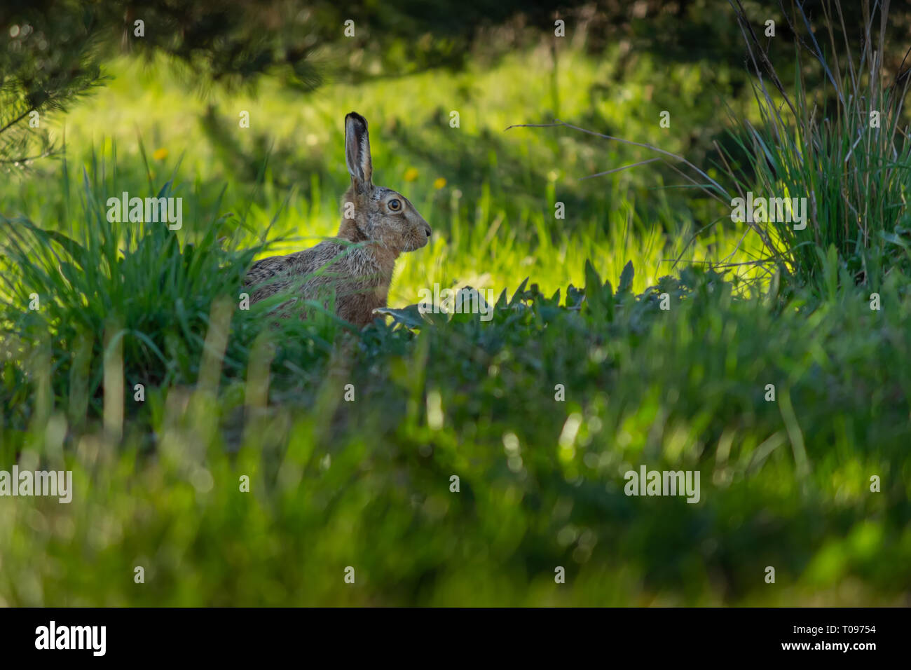 European wild mountain hare watching and listening attentively for preditor eyes camouflaged in grass. Knivsta, Sweden. Stock Photo