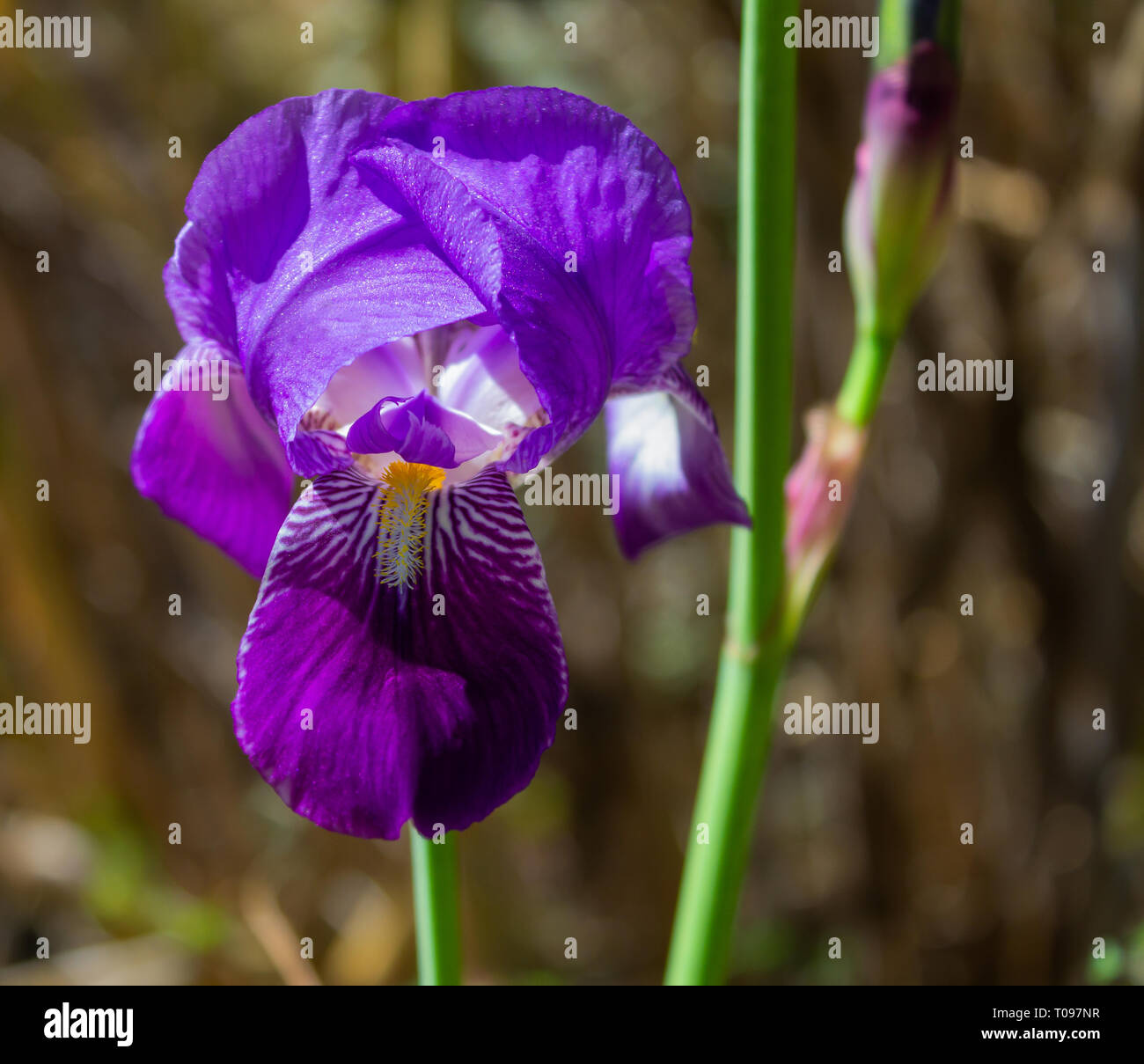 Iris germanica, Iris Flower bloom close up Stock Photo Alamy