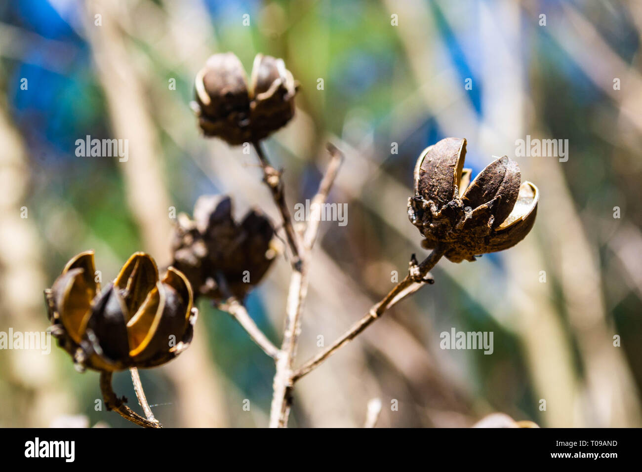 close up of crape myrtle seed pods in late winter Stock Photo