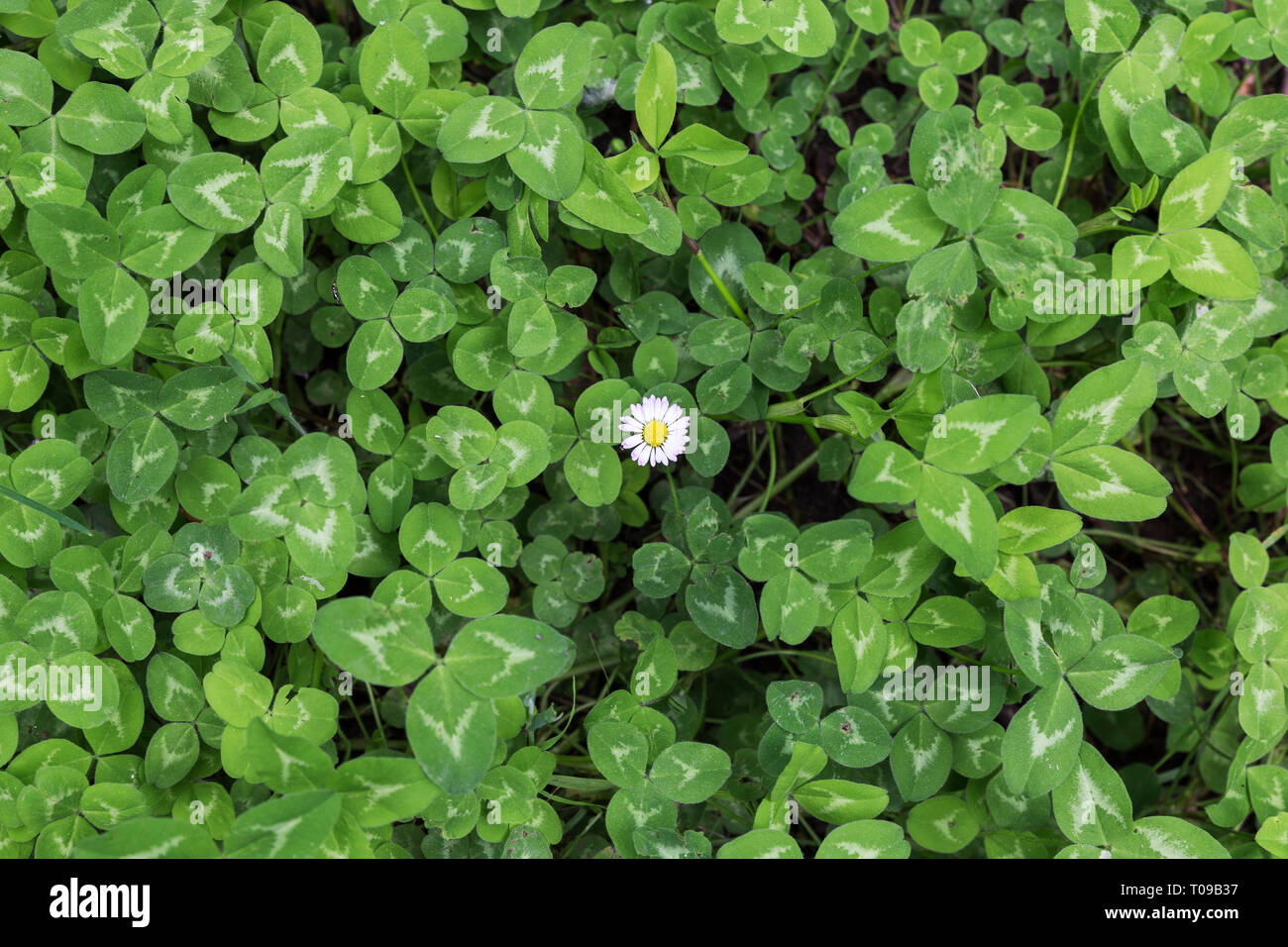 green background of clovers with a lonely daisy Stock Photo
