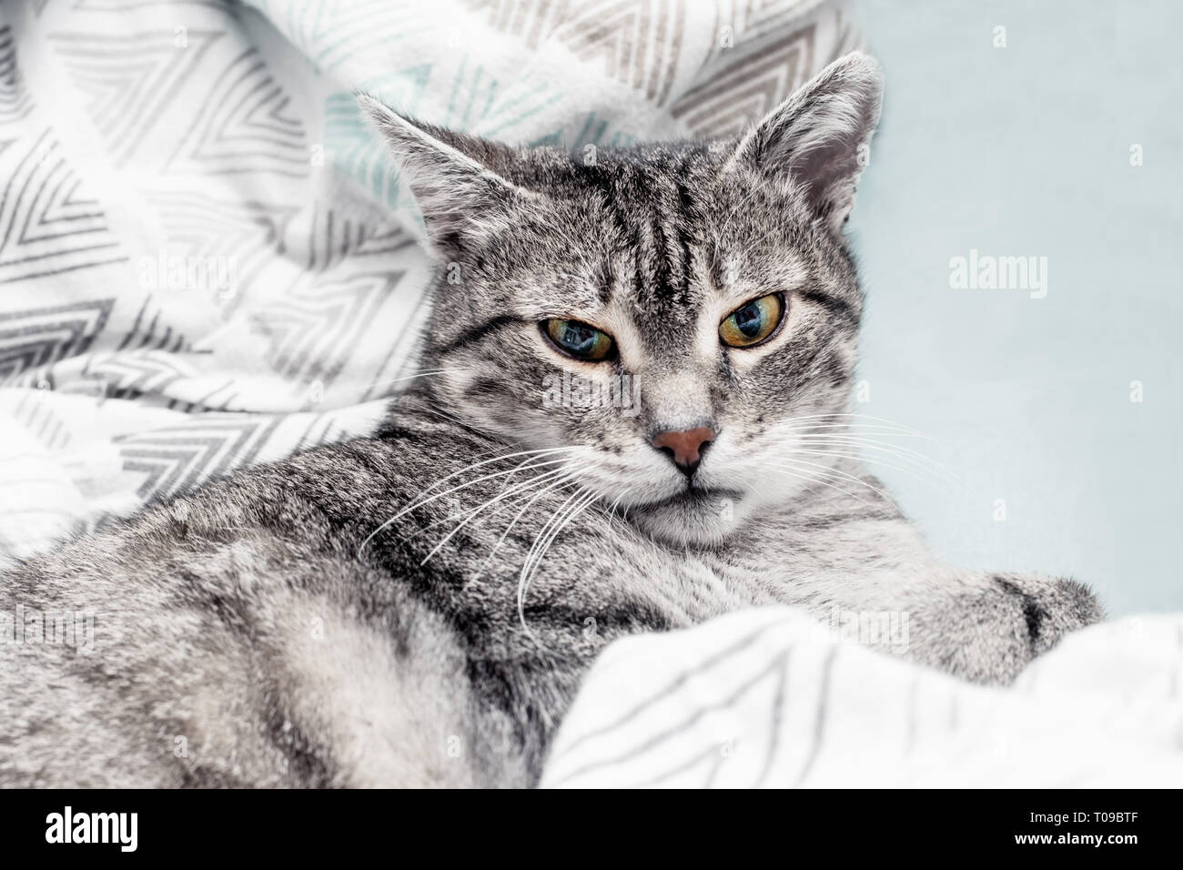 funny cat is sleeping in bed Stock Photo Alamy
