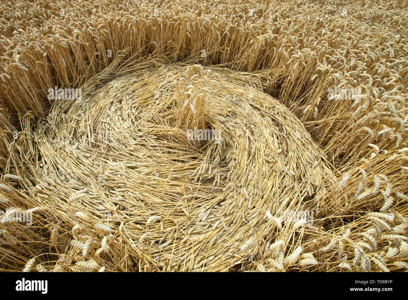 Great Britain, England, Gloucestershire, Woolaston.  Detail of a small swirled crop circle in wheat. Stock Photo