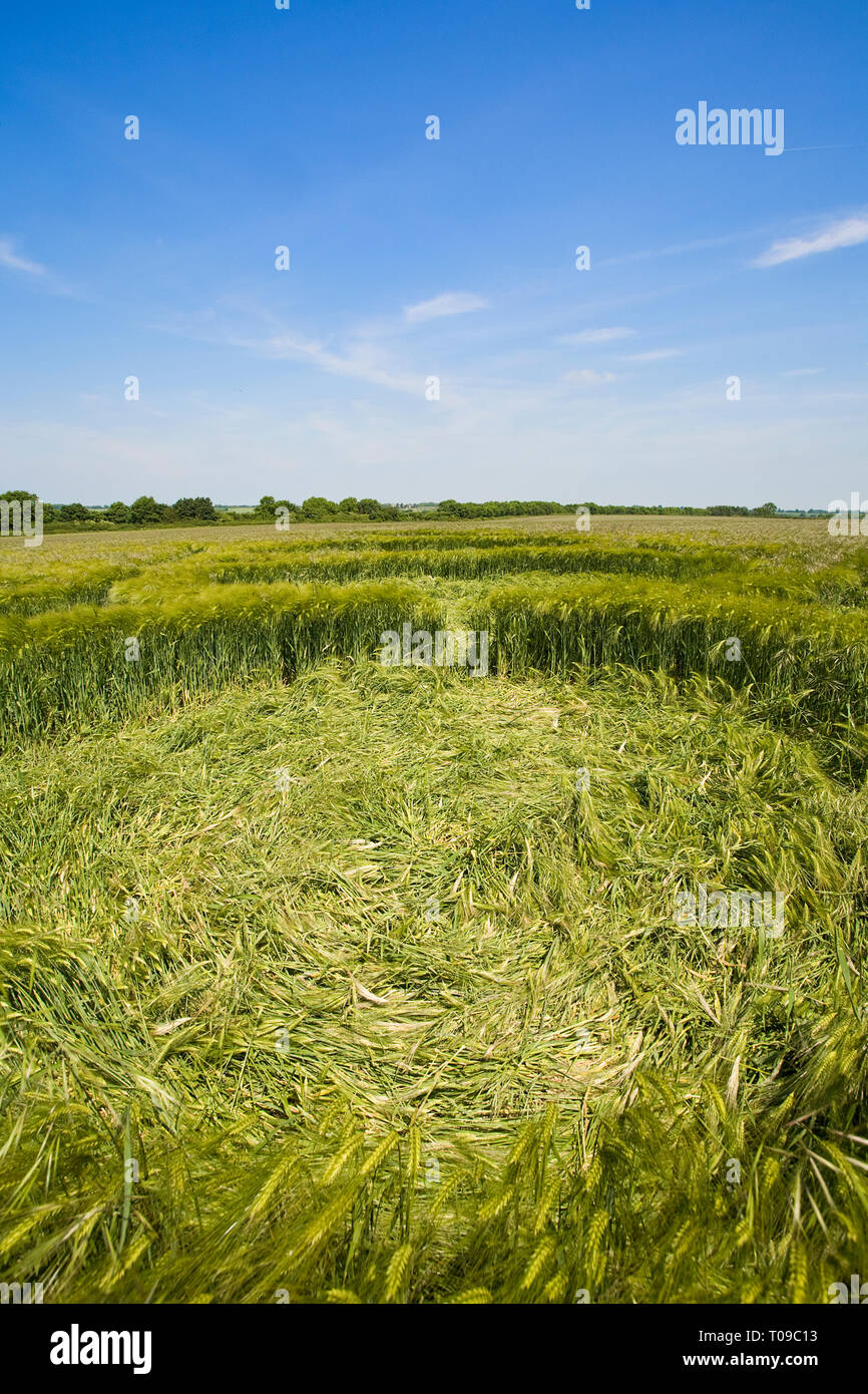 Great Britain, England, Wiltshire.  Detail of three small circles within a larger 2008 crop circle in Barley below Barbury Castle. Stock Photo