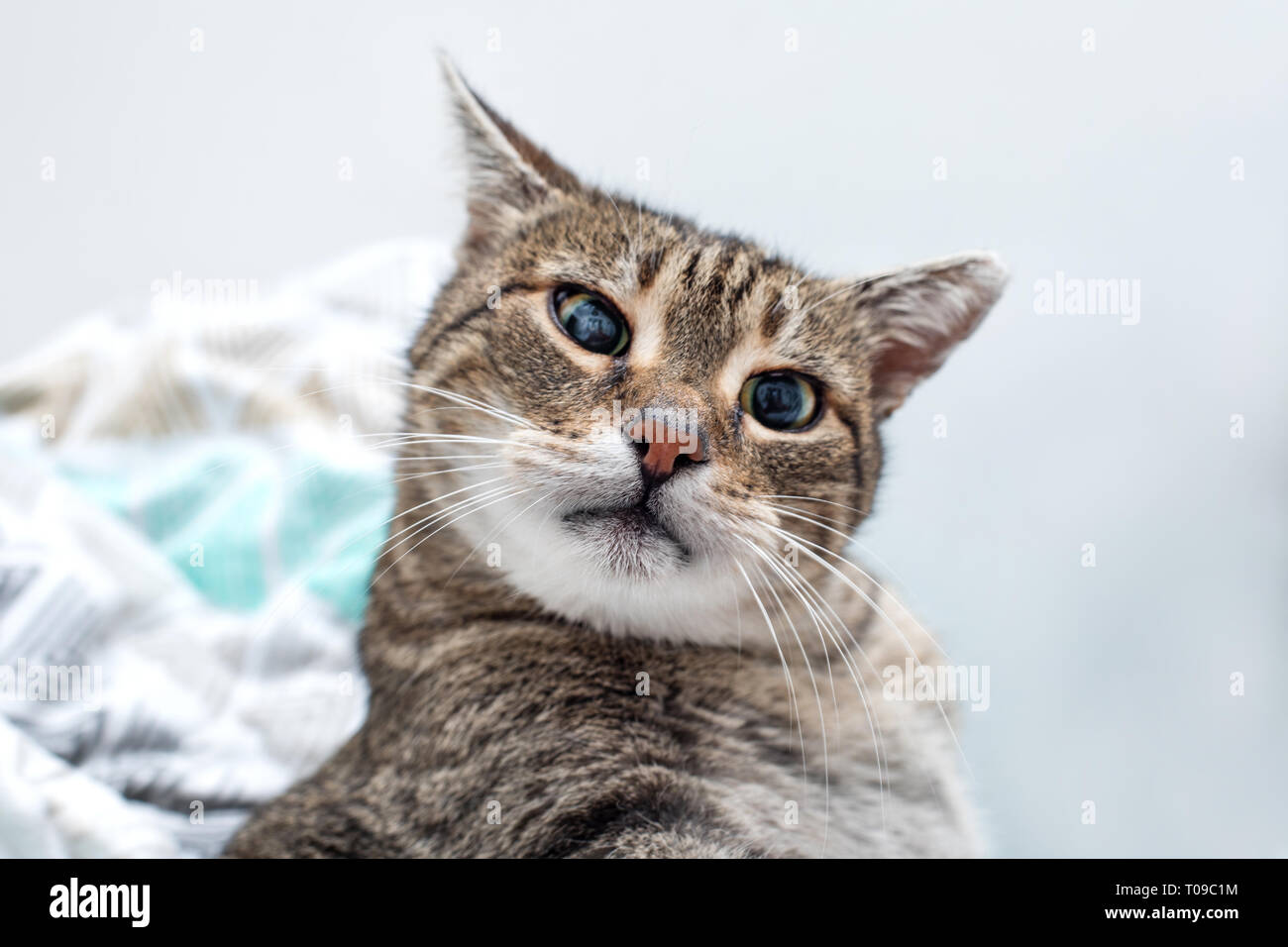 funny cat is sleeping in bed Stock Photo Alamy