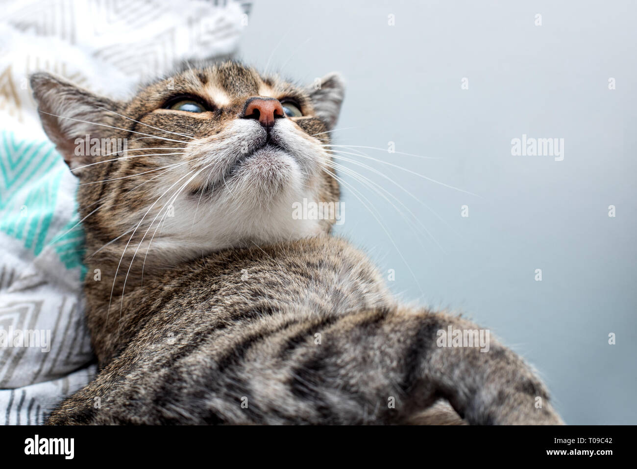 funny cat is sleeping in bed Stock Photo Alamy