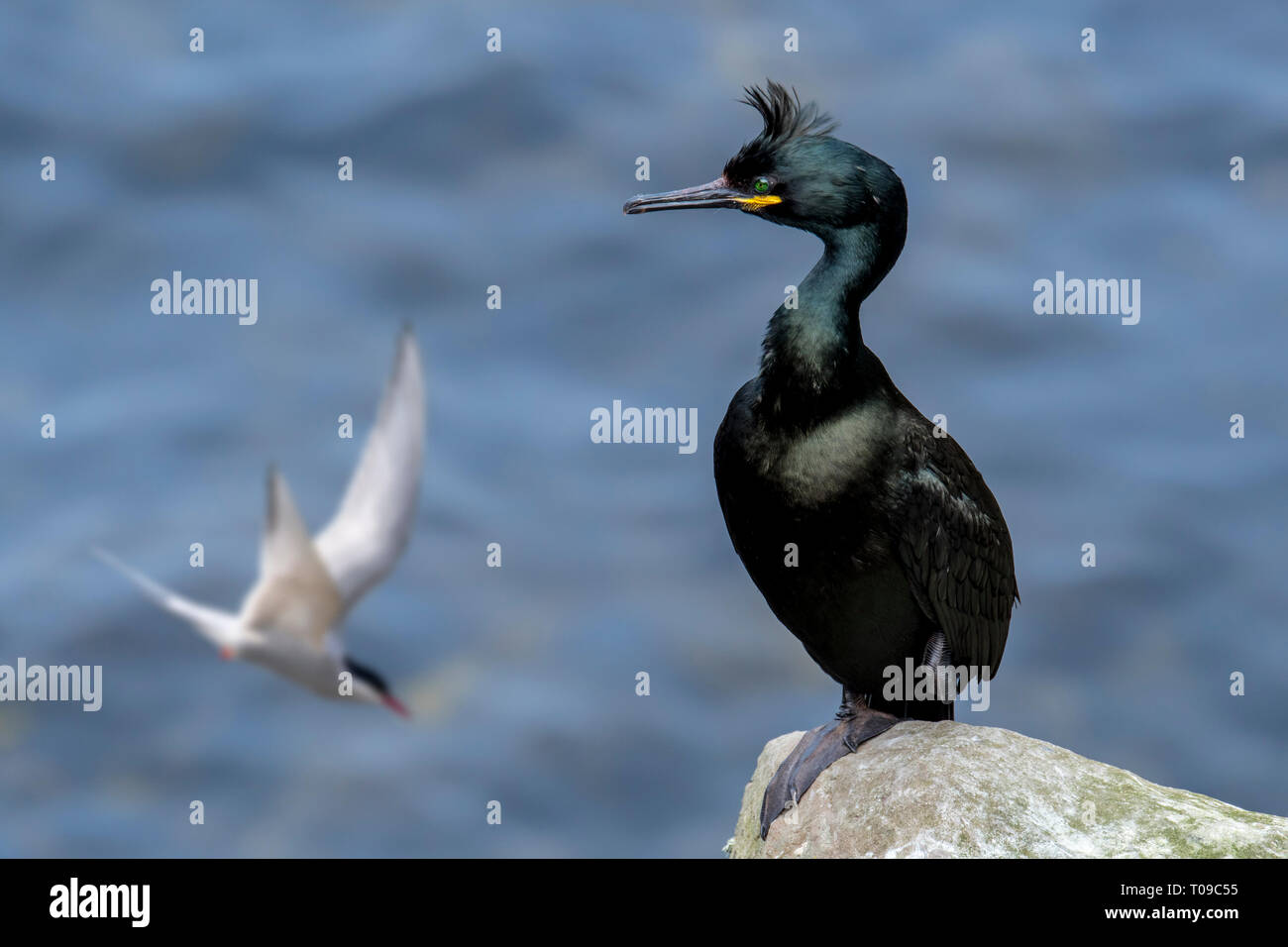 European shag / common shag (Phalacrocorax aristotelis) perched on rock in sea cliff and Arctic tern flying by in spring, Shetland Isles, Scotland, UK Stock Photo
