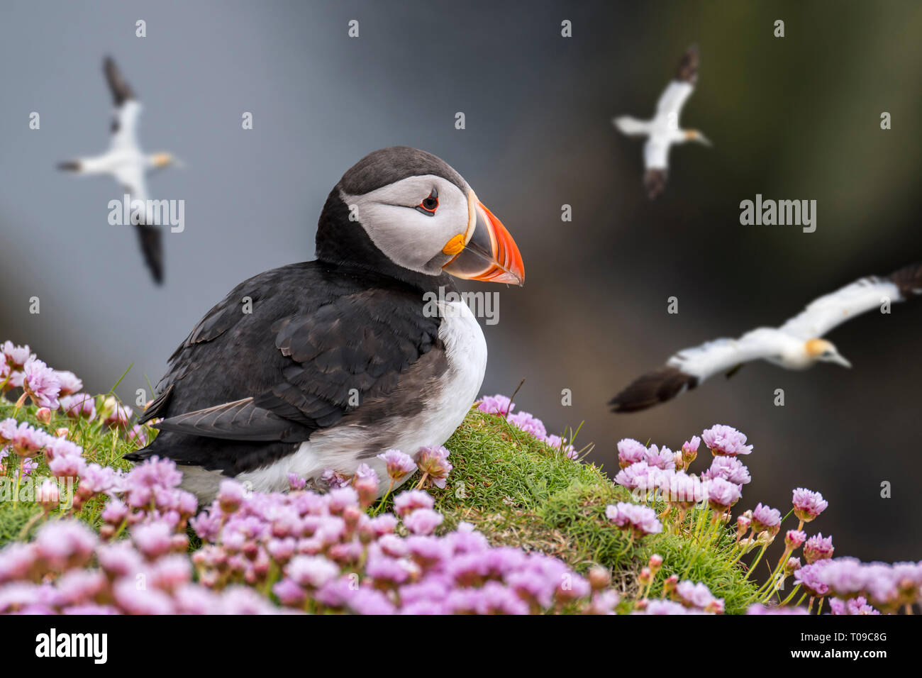 Atlantic puffin (Fratercula arctica) on sea cliff top and flying gannets in seabird colony, Shetland Islands, Scotland, UK Stock Photo