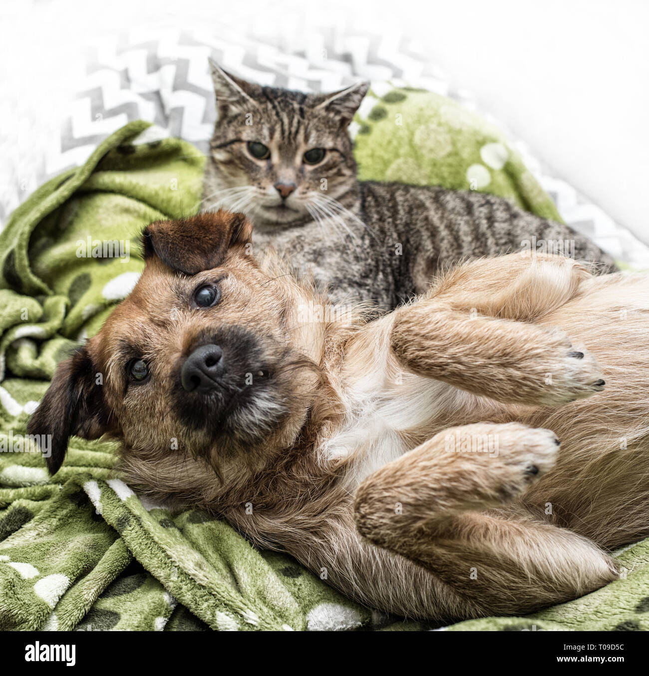 Dog and cat playing together Stock Photo Alamy