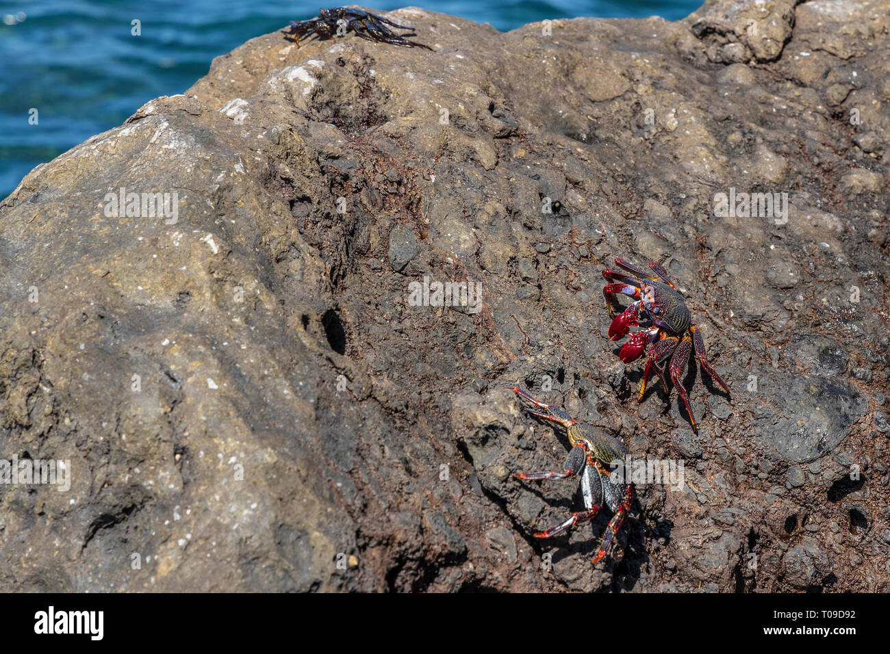Grapsus grapsus adscensionis, red crab living on rocks along the west coast of Tenerife, Canary Islands, Spain Stock Photo