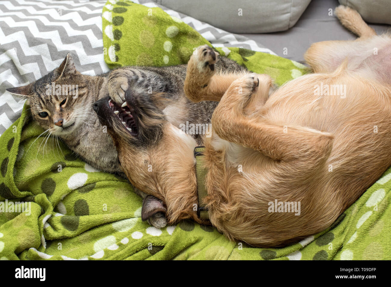 Dog and cat playing together Stock Photo Alamy