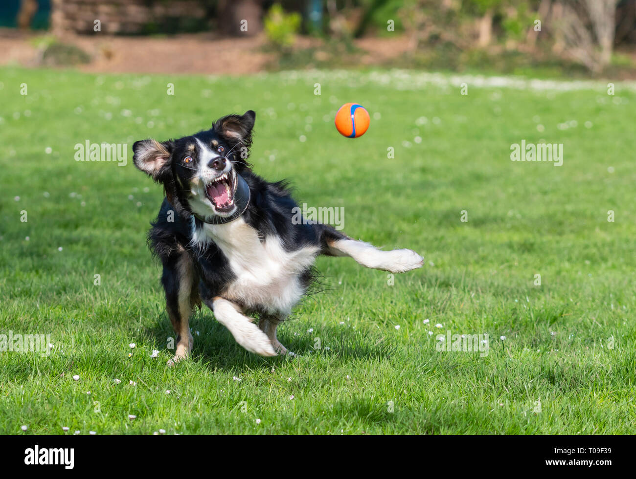 A male Saluki and Border Collie mixed breed Lurcher dog running and playing in a park with a ball in Spring in the UK. Stock Photo