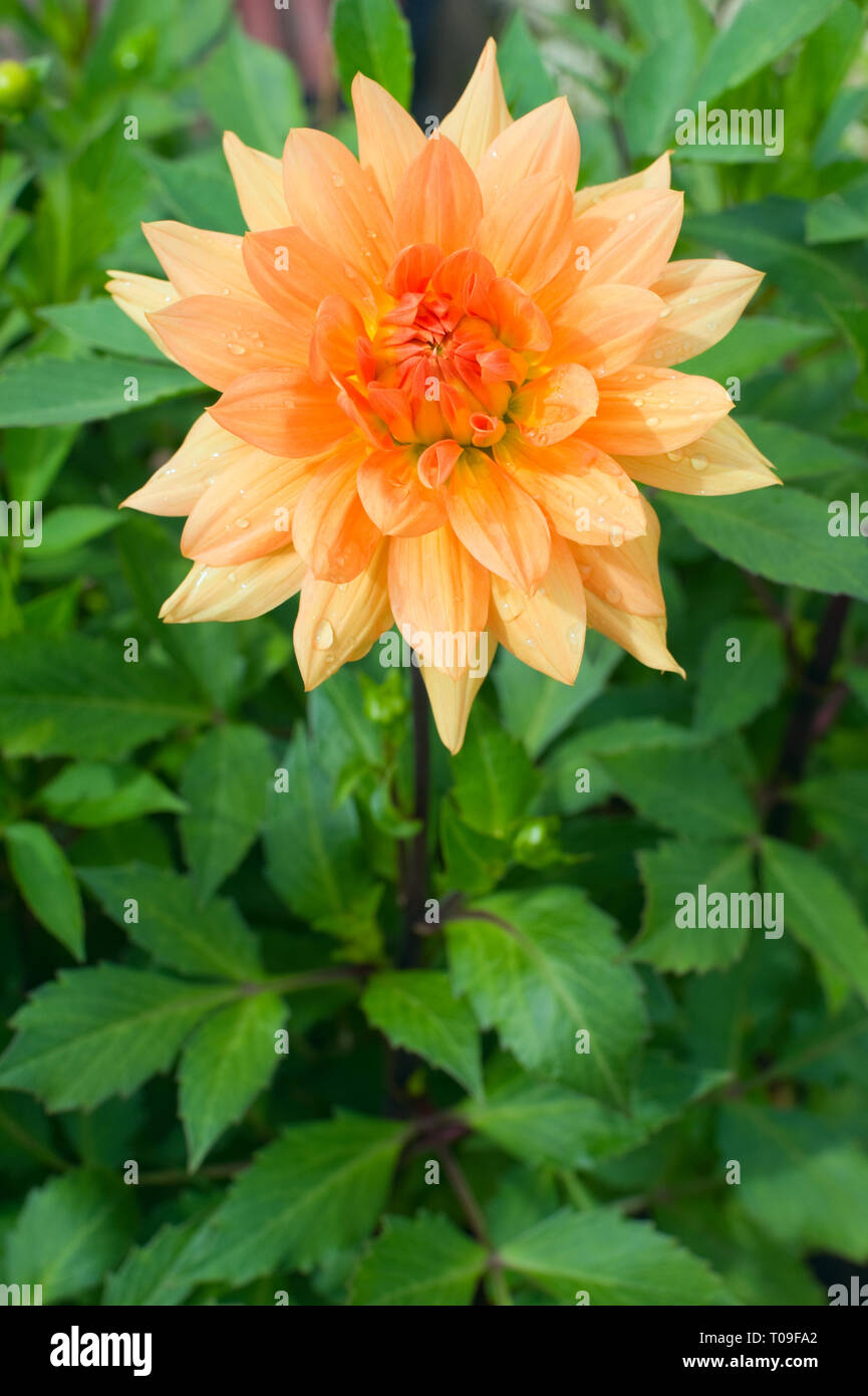 Dahlia flower blossom hi-res stock photography and images - Alamy