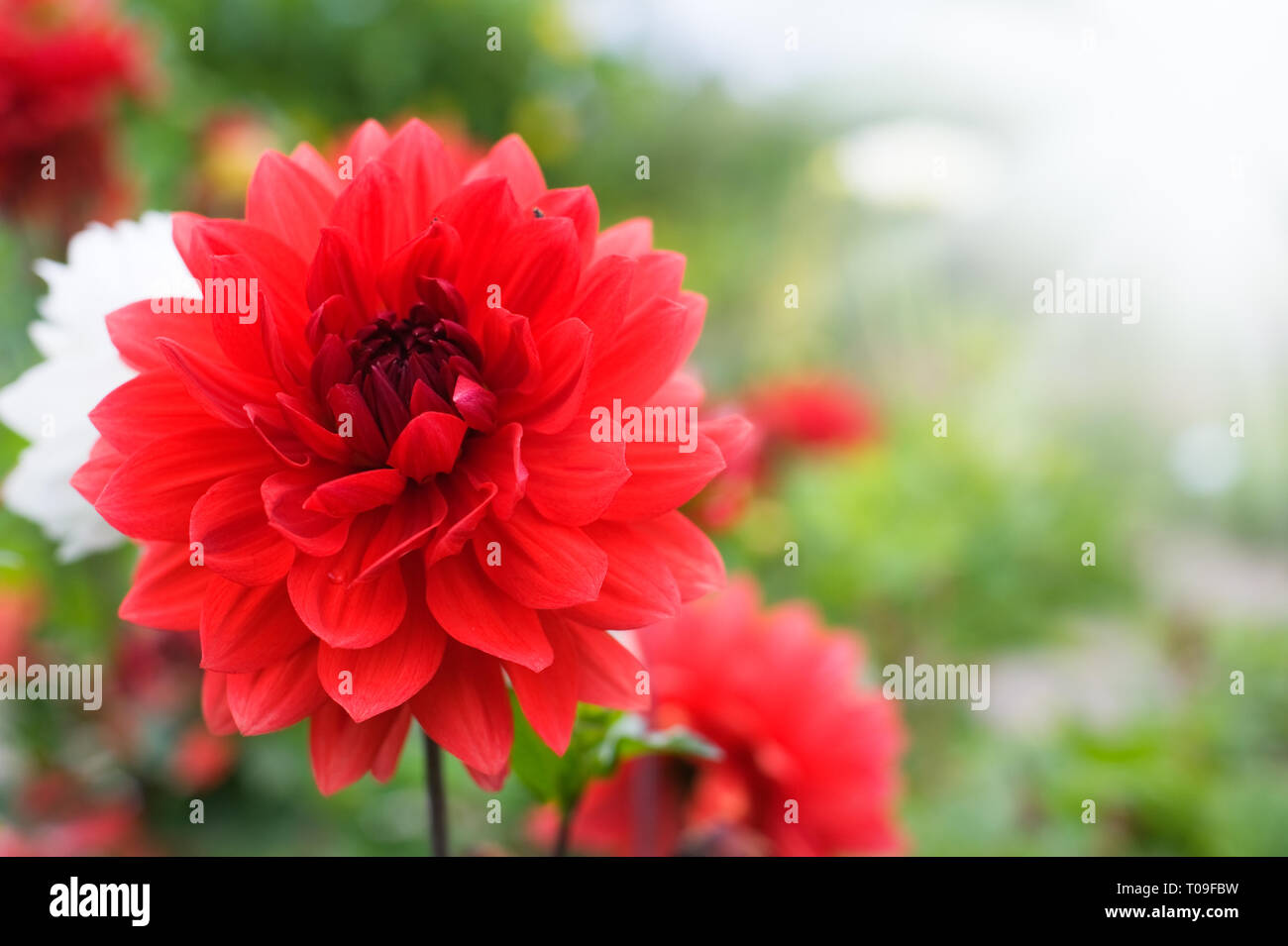 Dahlia garden flower hi-res stock photography and images - Alamy