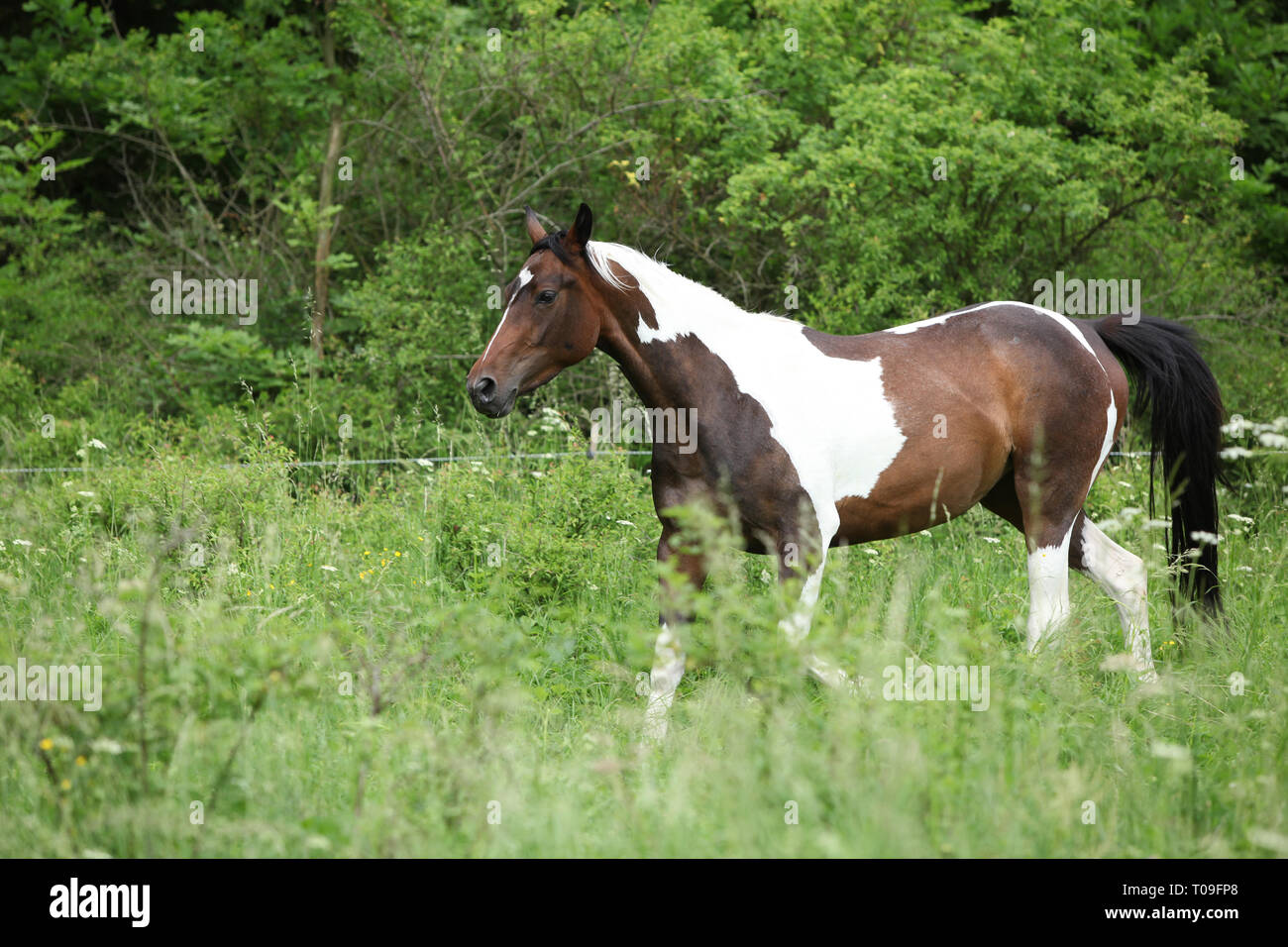 Skewbald horse running on pasturage Stock Photo