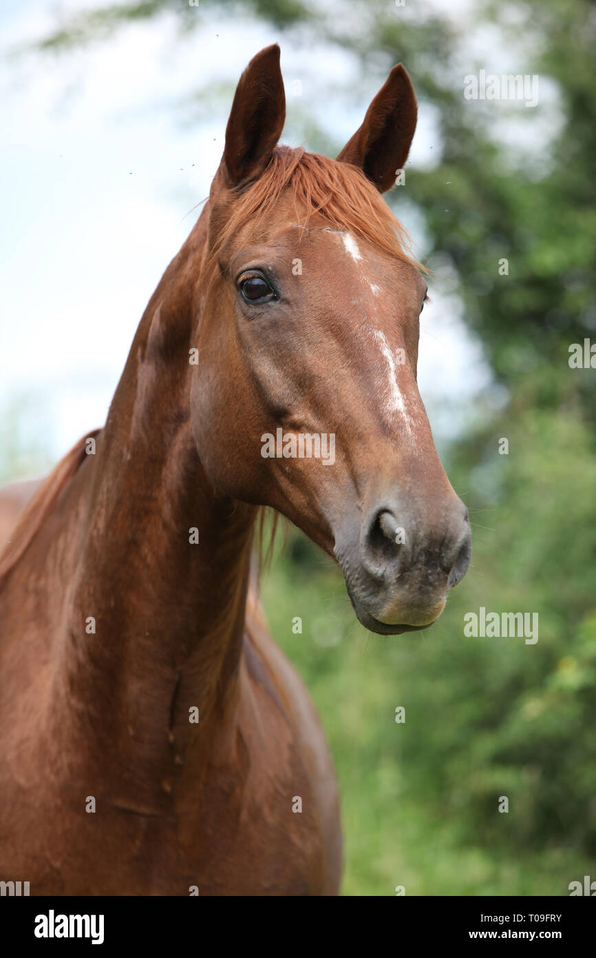 Portrait of chestnut horse looking Stock Photo - Alamy