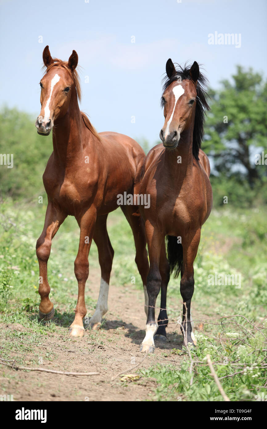 One chestnut hi-res stock photography and images - Alamy