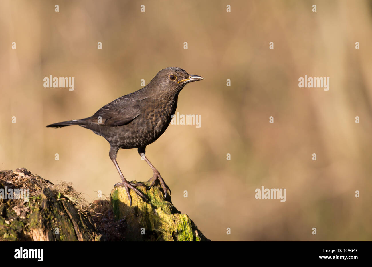 Detailed close up, female UK common blackbird (Turdus merula) isolated on tree stump, perching in winter sunshine, natural UK woodland. British birds. Stock Photo