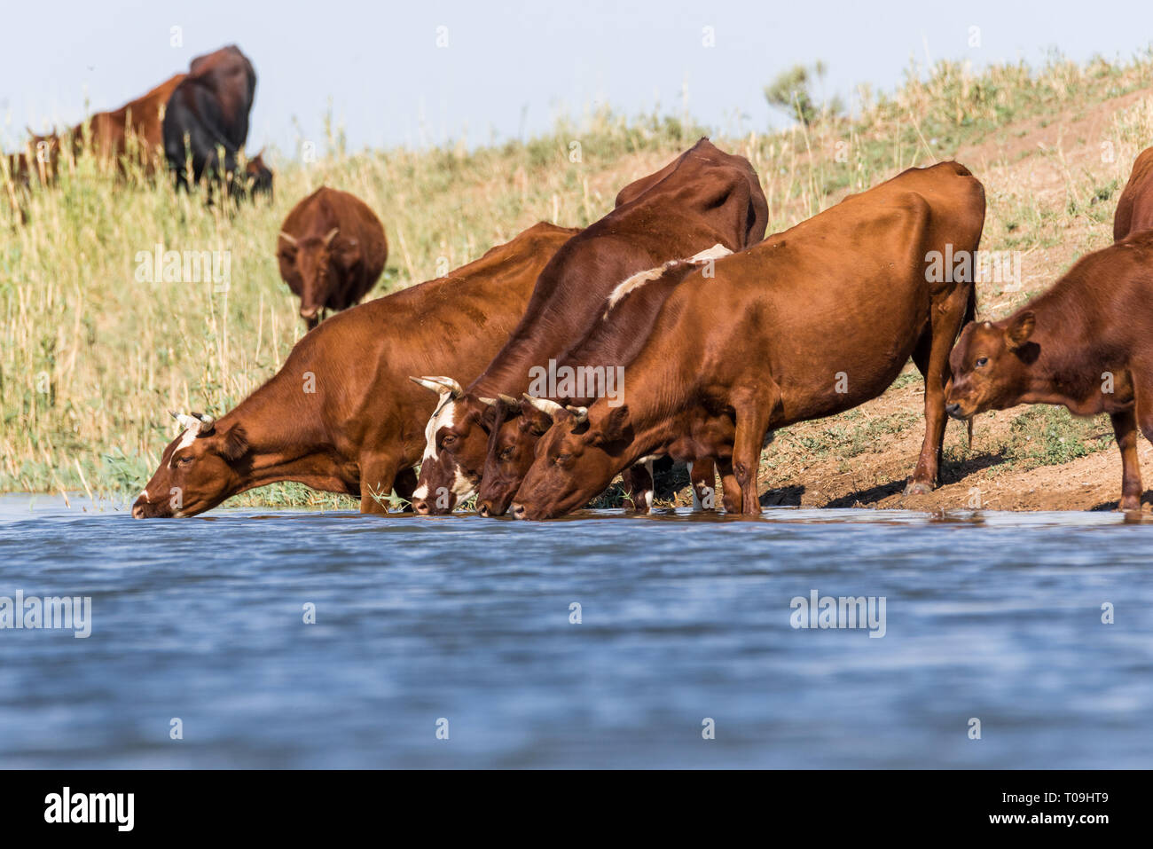 Dairy cows drink water hires stock photography and images Alamy