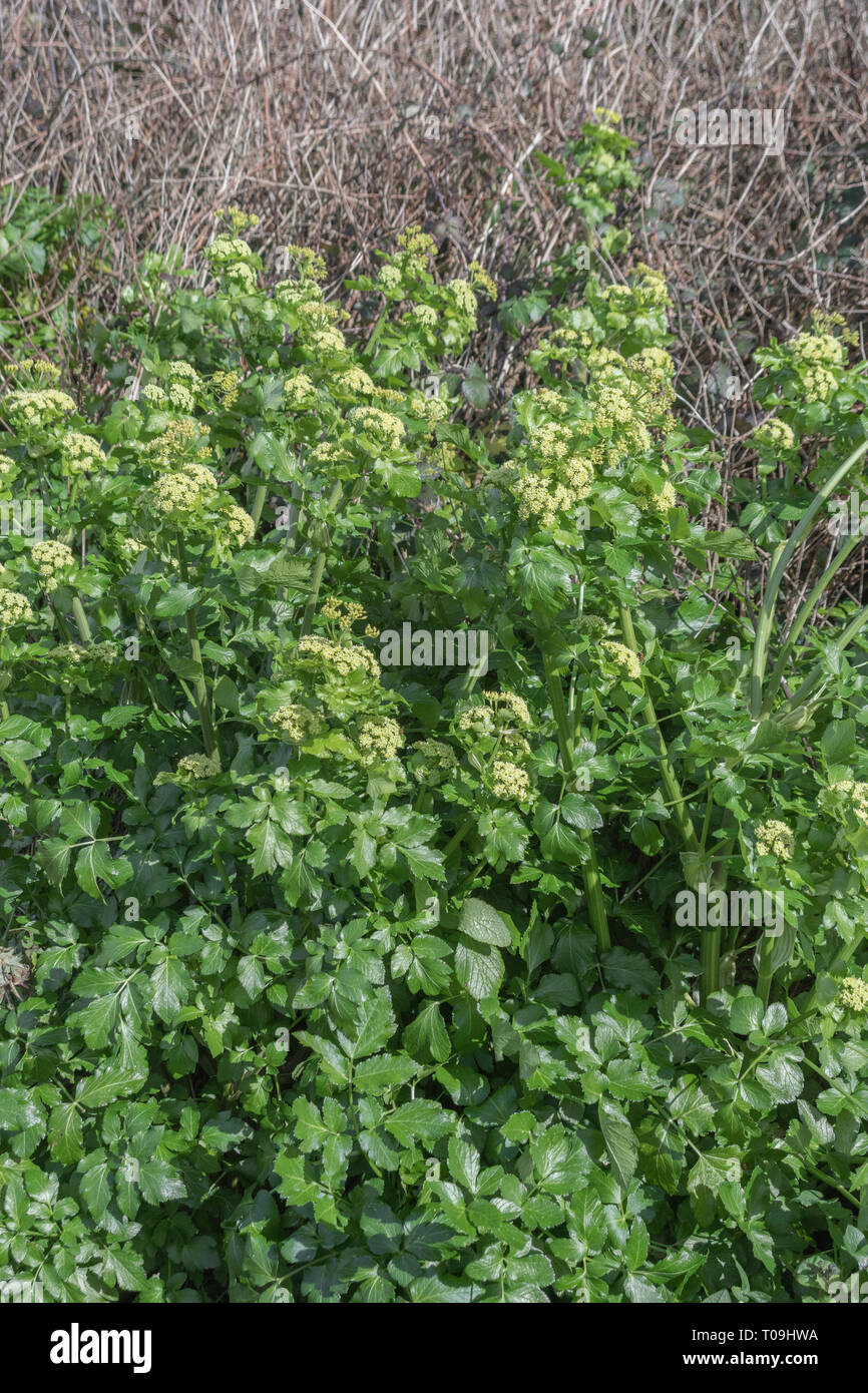 Patch of Alexanders / Smyrnium olusatrum in Cornwall hedgerow. Alexanders is a foraged food, once grown for food, an Umbellifer, & part carrot family Stock Photo