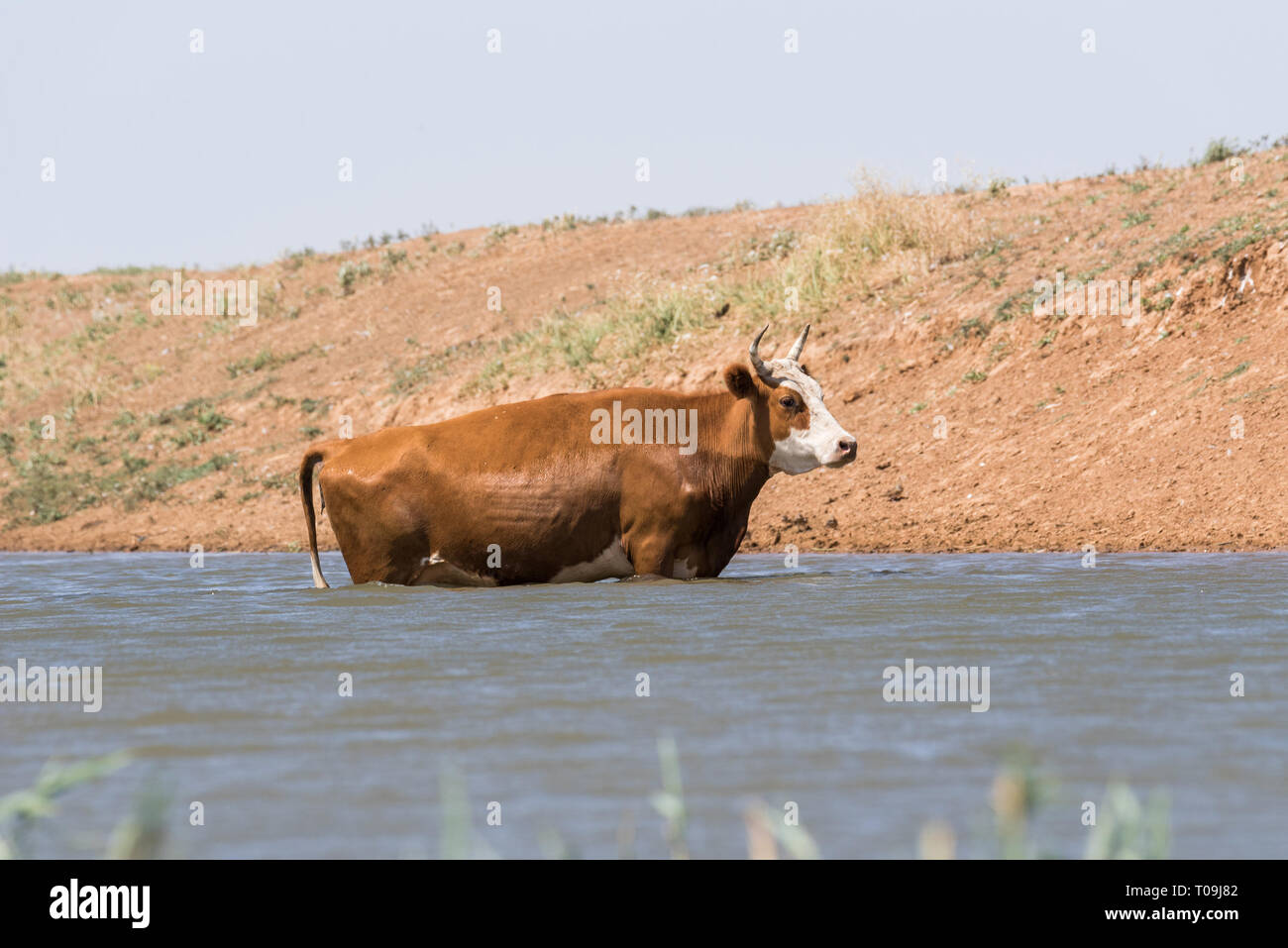 Cows at a watering place drink water and bathe during strong heat and