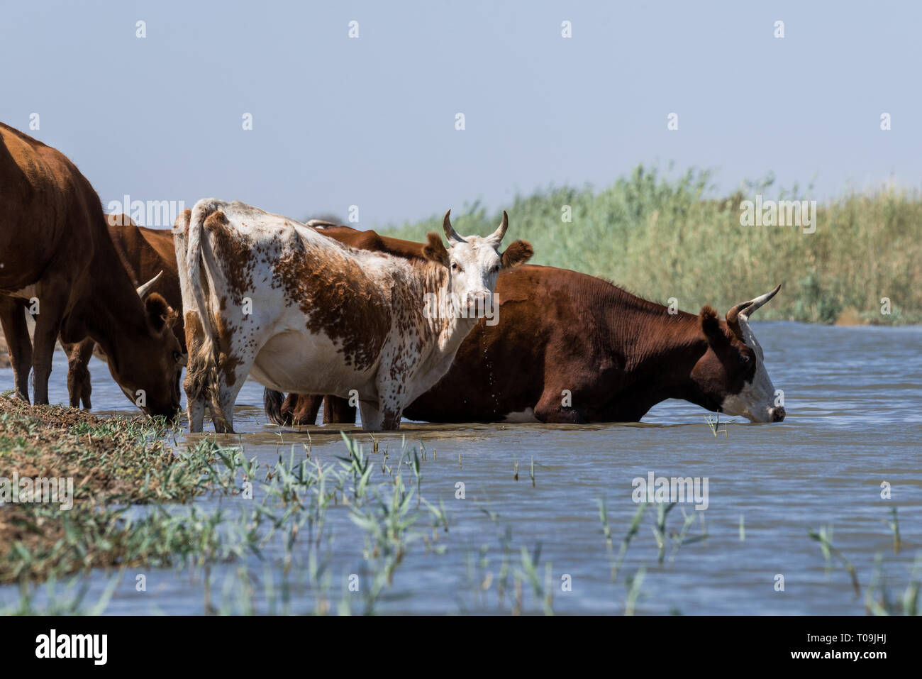 Cows drink water drought hi-res stock photography and images - Alamy