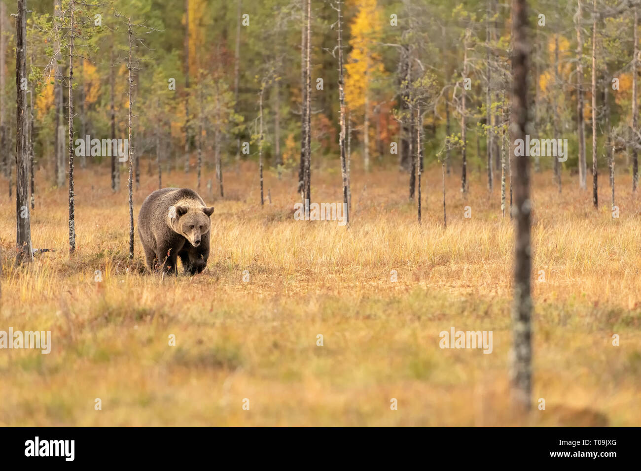 Eurasian Brown Bear - Stock Photo