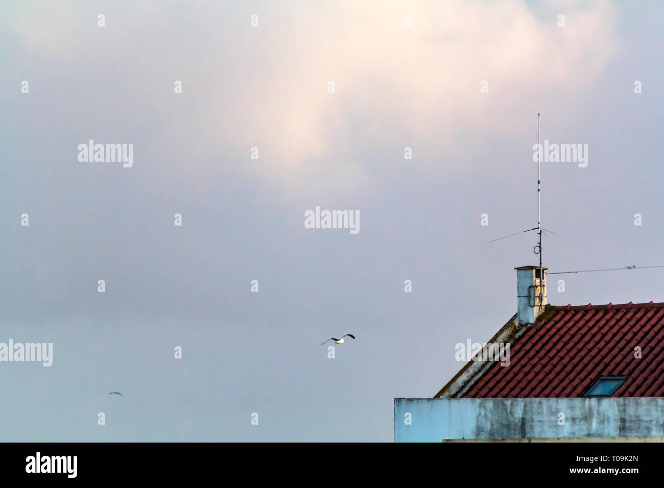 Seagull flying roof building hi-res stock photography and images - Alamy