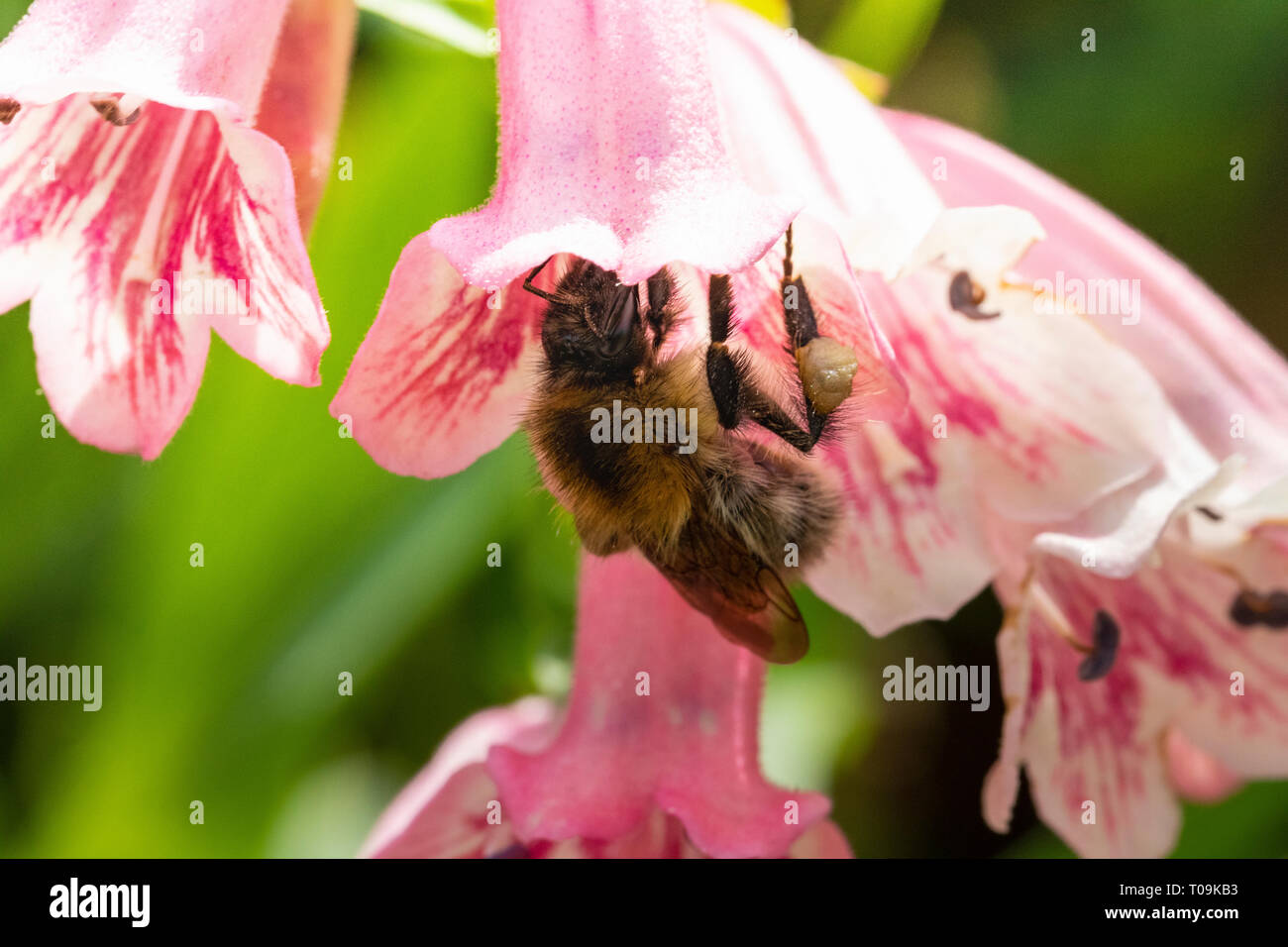 Bumble Bee Feeding From a Pink Garden Flower. Good Detailed View of a