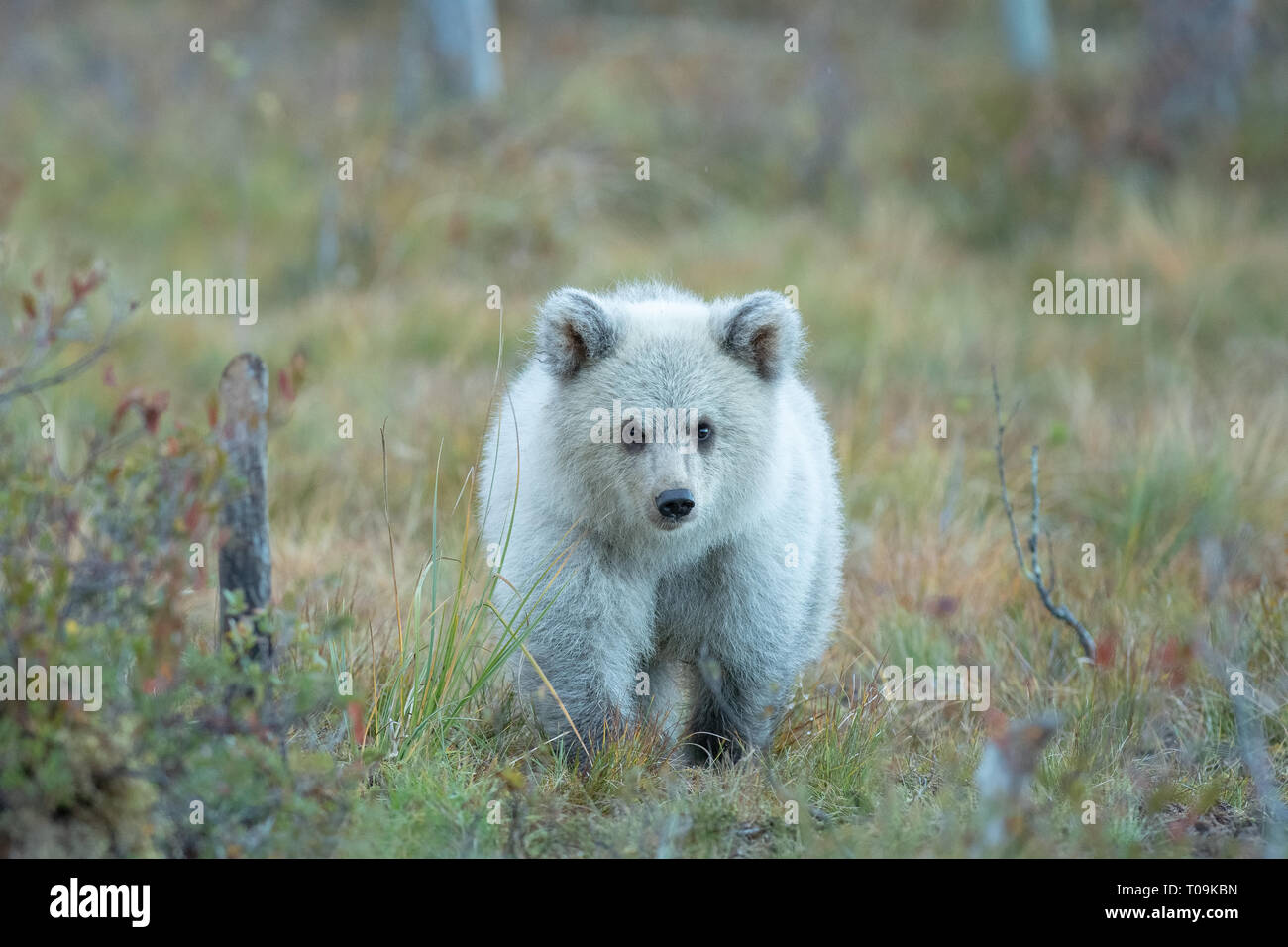 Eurasian Brown Bear - Curious Cub Stock Photo
