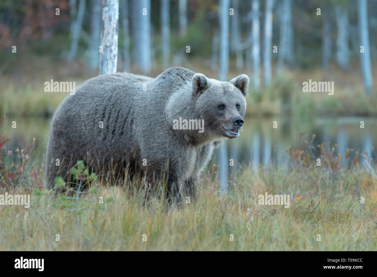 Eurasian Brown Bear Grey Bear Stock Photo Alamy
