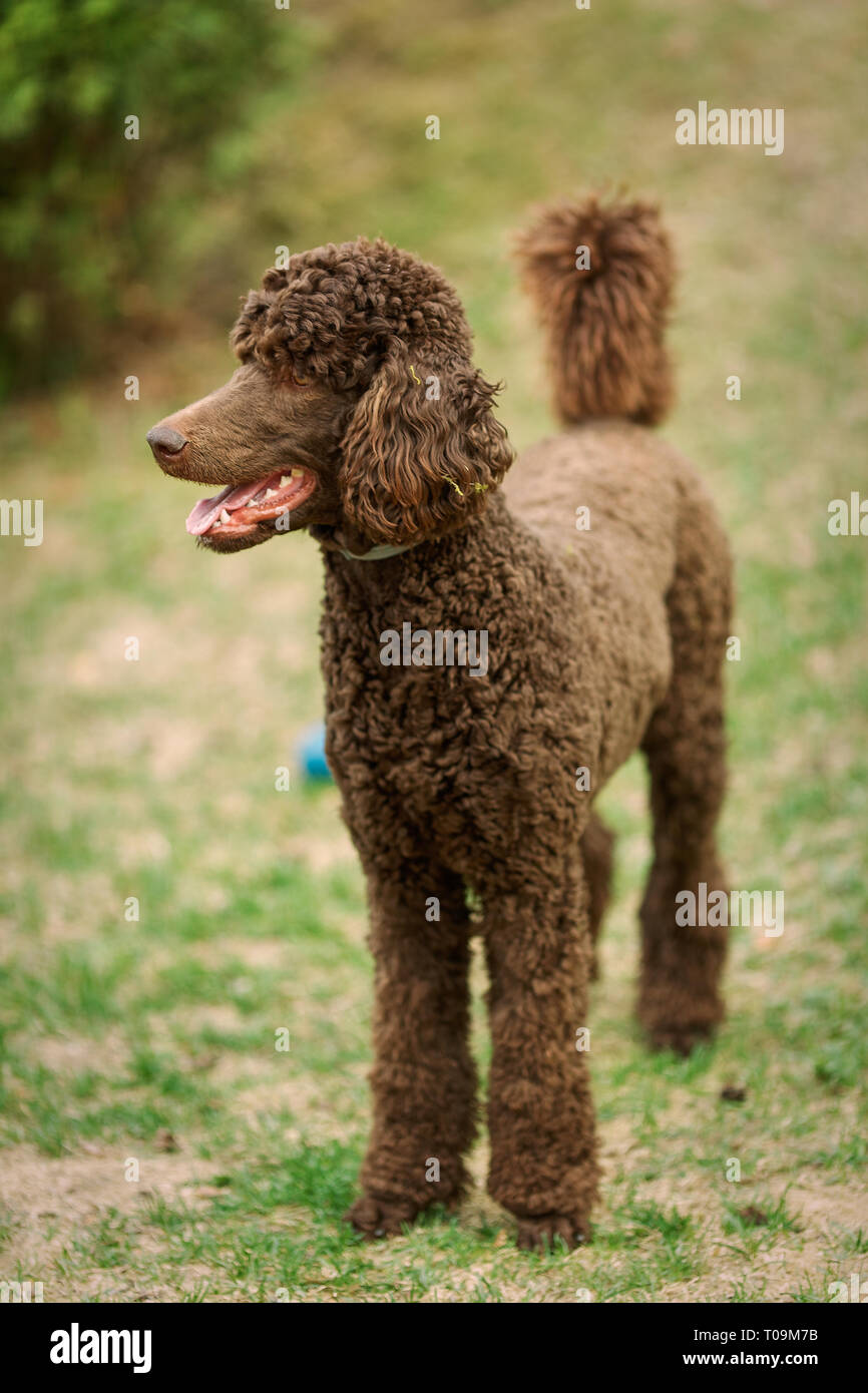 Brown standard poodle hi-res stock photography and images - Alamy