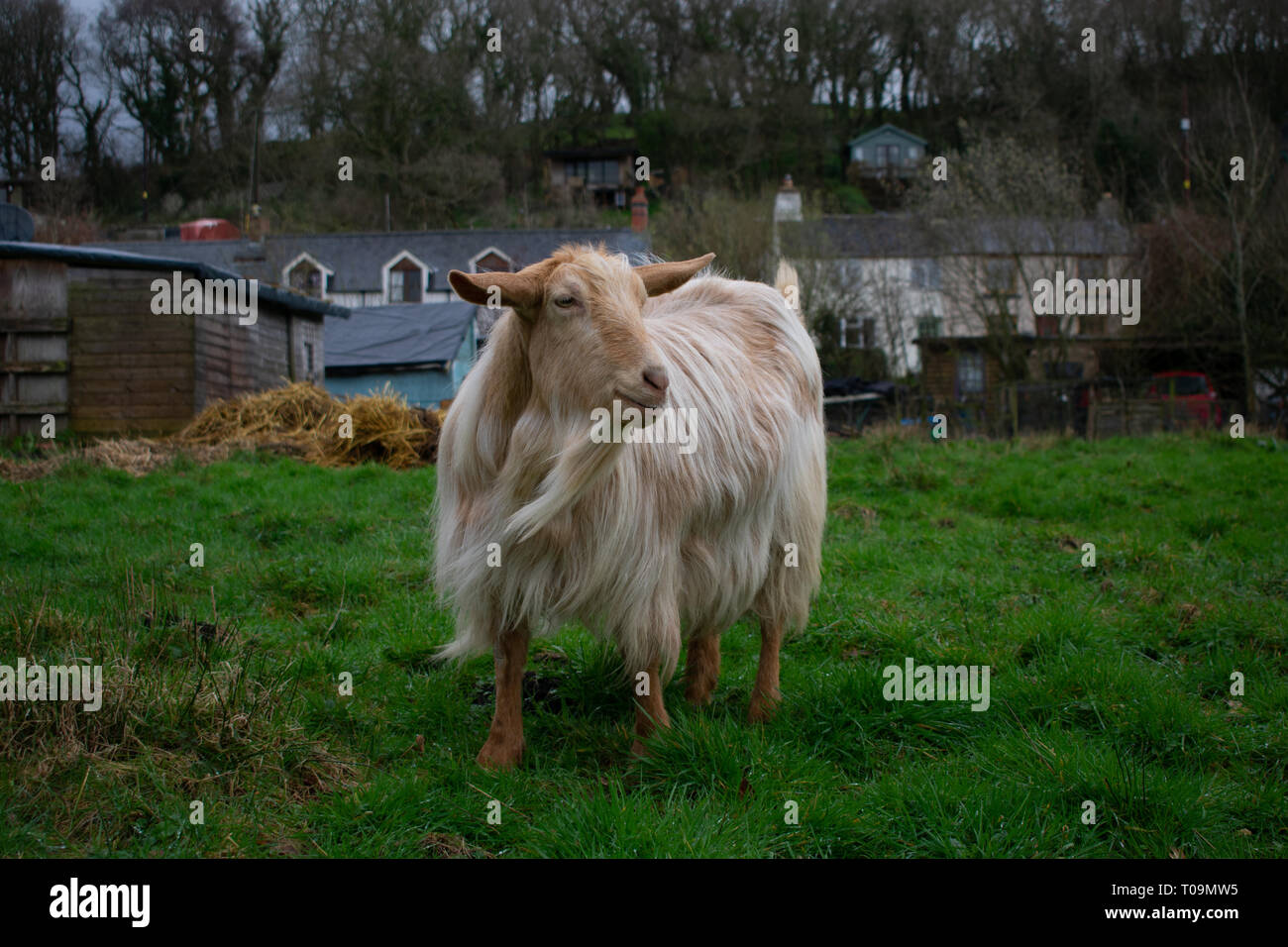 Goat eating straw animal hires stock photography and images Alamy
