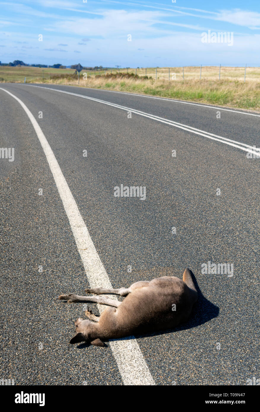 Dead kangaroo by the side of the road in New South Wales, Australia Stock Photo