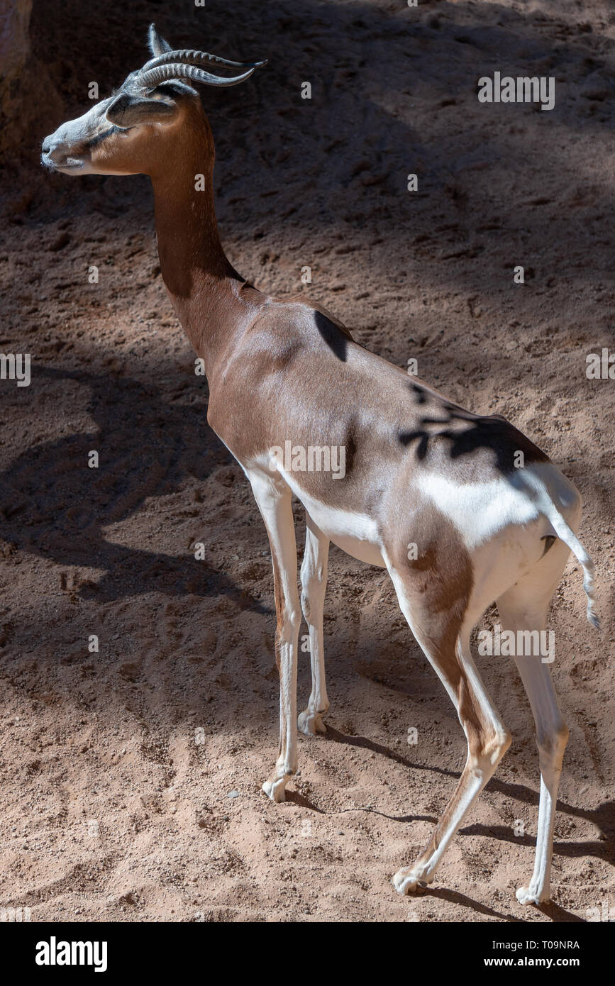 VALENCIA, SPAIN - FEBRUARY 26 : Mhorr Gazelle at the Bioparc in Valencia Spain on February 26, 2019 Stock Photo