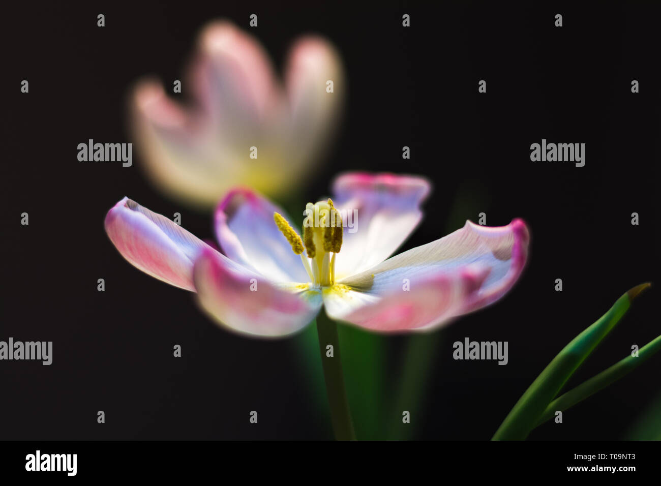 Blooming white tulip with a black background Stock Photo