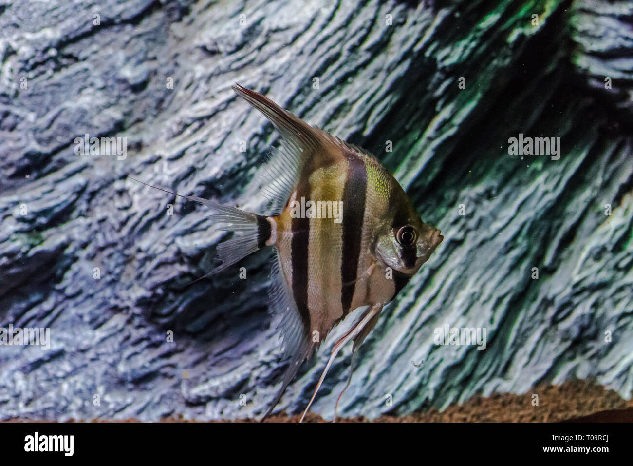 Pterophyllum scalare, angelfish swimming with rocks background Stock Photo