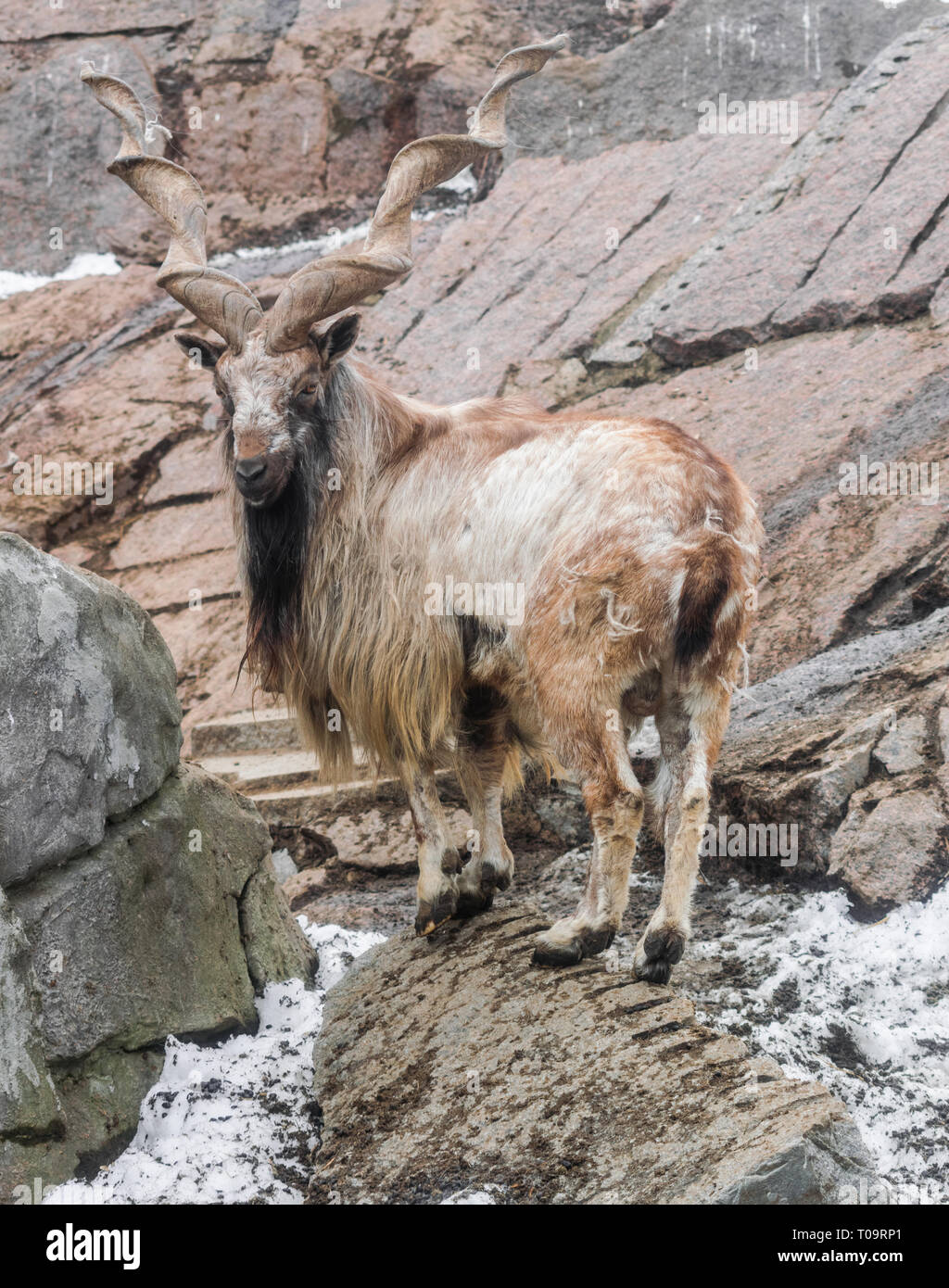 Markhor (capra falconeri) on rocks with snow background looking to the left Stock Photo