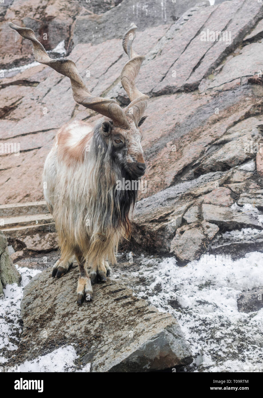Markhor (capra falconeri) on rocks with snow background looking to the right Stock Photo