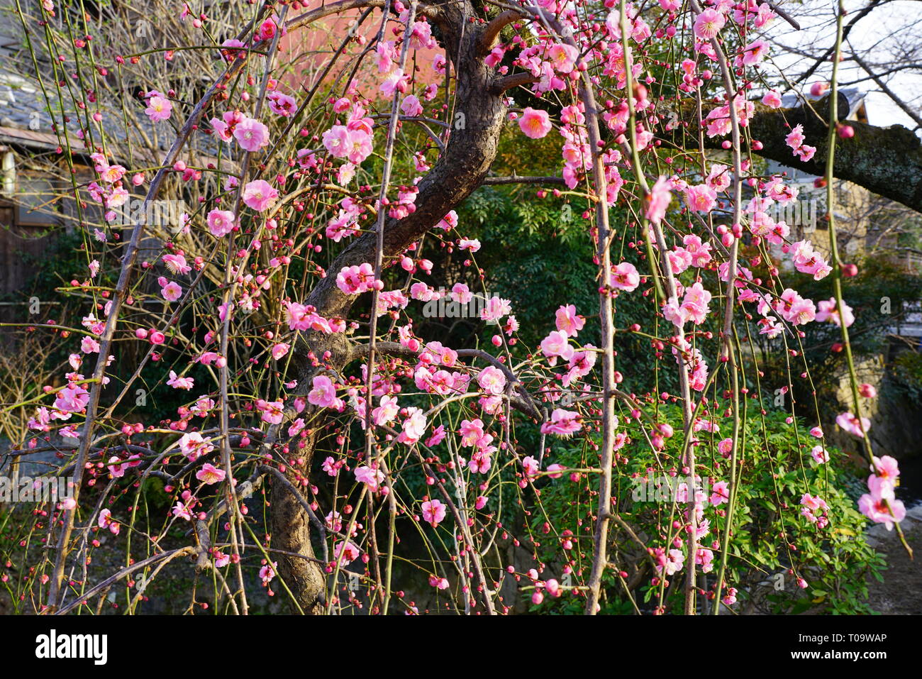 Pink flower blooms of the Japanese ume apricot tree, prunus mume, in winter in Japan Stock Photo