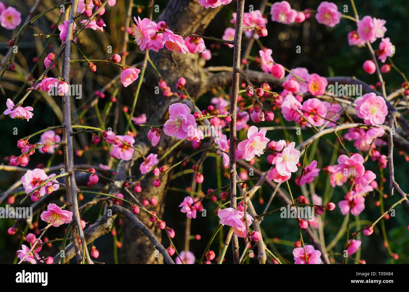 Pink flower blooms of the Japanese ume apricot tree, prunus mume, in