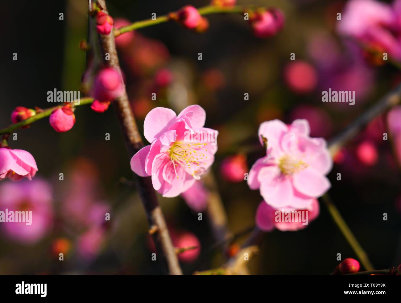 Pink flower blooms of the Japanese ume apricot tree, prunus mume, in